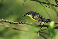 Common Tody-Flycatcher